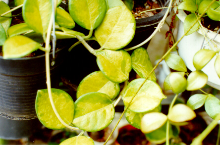 Hoya australis_variagata