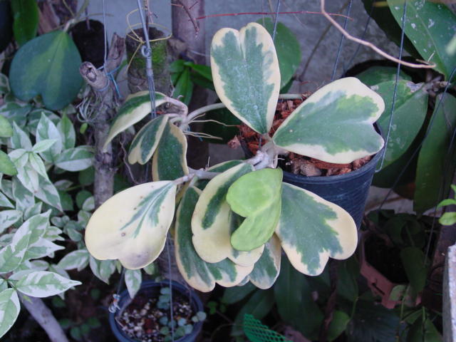 Hoya kerii variagata