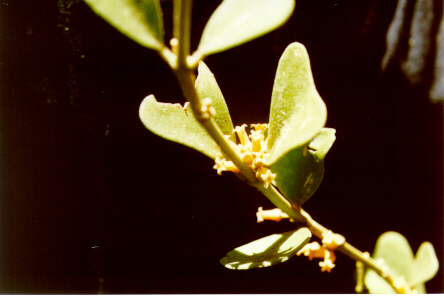 Hoya lantsangensis